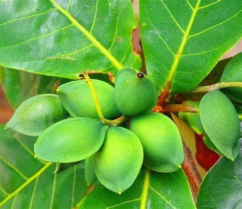 Production and Utilization of Talisay (Terminalia Catappa) Leaves as.